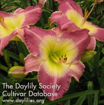 Daylily The Ghosts of Boyfriends Past